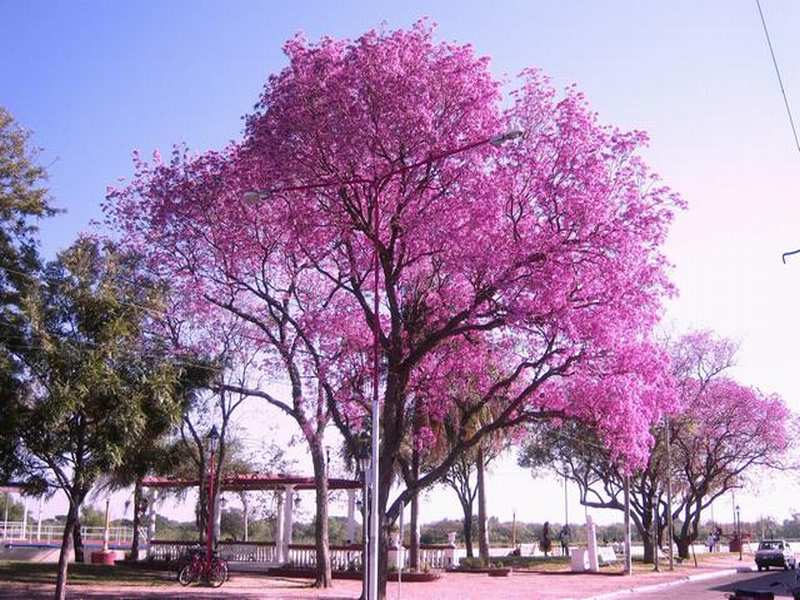 foto varias ciudad y paisajes 20090723